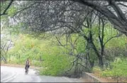  ?? SAUMYA KHANDELWAL/HT PHOTO ?? A fallen tree after Sunday night’s storm.