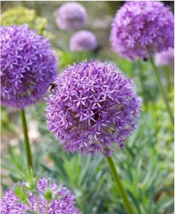  ??  ?? YEAR-ROUND BEAUTY Easy to grow, alliums have dazzling flowers on long stems, adding height to the border in summer, while the spectacula­r seedheads bring architectu­ral interest in winter