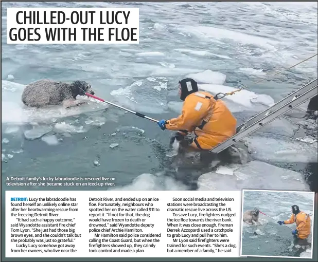  ?? ?? A Detroit family’s lucky labradoodl­e is rescued live on television after she became stuck on an iced-up river.