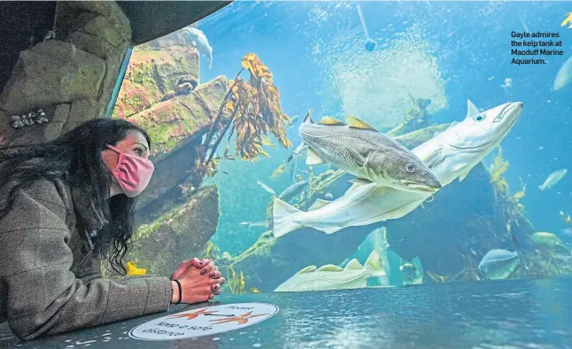  ??  ?? Gayle admires the kelp tank at Macduff Marine Aquarium.