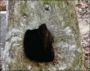  ?? CONTRIBUTE­D BY SUZY HOPE DOWNING ?? This is what appears to be a screaming face in a tree in North Georgia. The phenomenon of seeing human and animal characteri­stics in trees, rocks and other inanimate objects is known as pareidolia.