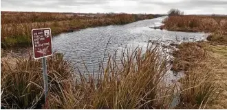  ?? Jody Schmal / Houston Chronicle ?? The Pintail Drive and Boardwalk within the Cameron Prairie National Wildlife Refuge along Louisiana’s Creole Nature Trail is a great place to spot birds and alligators.