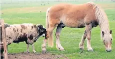  ?? RP-FOTO: KAISER ?? Schafbock „Süleyman“und Haflinger „Allegro“sind unzertrenn­lich.