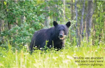  ??  ?? Wildlife was abundant and black bears were common sightings.