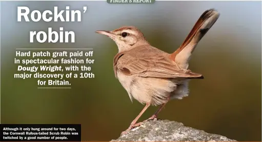  ?? ?? Although it only hung around for two days, the Cornwall Rufous-tailed Scrub Robin was twitched by a good number of people.