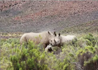  ?? Picture: Thaya Bedford/AQUILA ?? NEWBORN: The Aquila Private Game Reserve had a welcome surprise, a new-born rhino calf.