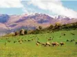  ?? Foto: Alexander Missal, dpa ?? In Neuseeland leben 4,8 Millionen Menschen und etwa 30 Millionen Schafe.