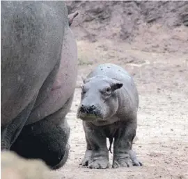  ?? Foto: Terra Natura ?? Der Kleine weicht nicht von Mutters Seite.