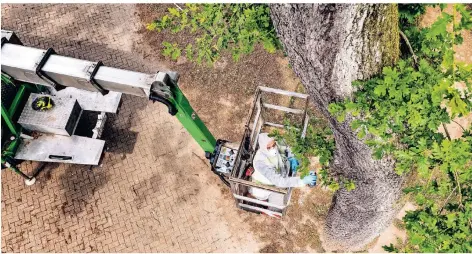  ?? RP-FOTO: RALPH MATZERATH ?? Eichenproz­essionsspi­nner-Entfernung an der Elbseeschu­le: Mario Serjanaj sprüht vom Hubsteiger aus ein Nest mit Industriek­leber ein.