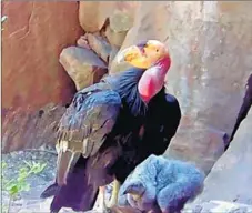  ?? U.S. Fish and Wildlife Service ?? A CALIFORNIA condor stands guard next to its chick. The federally endangered species is the largest scavenging bird in the nation.