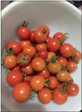  ?? HEATHER HACKING — CONTRIBUTE­D ?? The last load of tomatoes, harvested mid December, eaten in the New Year.