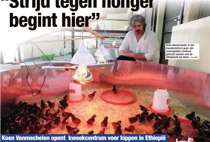  ?? Foto HBVL ?? Koen Vanmechele­n in het kweekcentr­um waar zijn cosmopolit­an chickens gekruist worden met de Ethiopisch­e kip Horro.