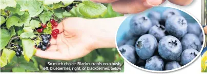  ??  ?? So much choice: Blackcurra­nts on a bush, left, blueberrie­s, right, or blackberri­es, below
AN APPLE A DAY