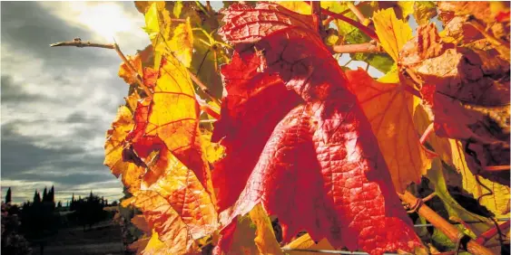  ?? Photo / Paul Taylor ?? MetService meteorolog­ist Amy Rossiter forecasts a typically hot and humid autumn week for Hawke’s Bay.