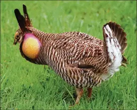  ?? BOB HOOD / FORT WORTH STAR-TELEGRAM 2001 ?? The orange sacs on the side of this Attwater prairie chicken’s neck in Glen Rose act as bellows during the mating process.