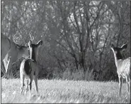  ?? Arkansas Democrat-Gazette/BRYAN HENDRICKS ?? A pair of nervous does watches an 8-point buck leave a wheat field in northwest Louisiana.