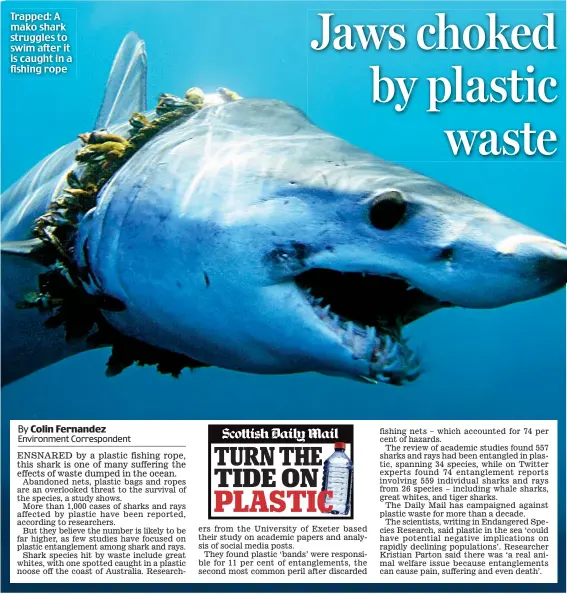  ??  ?? Trapped: A mako shark struggles to swim after it is caught in a fishing rope