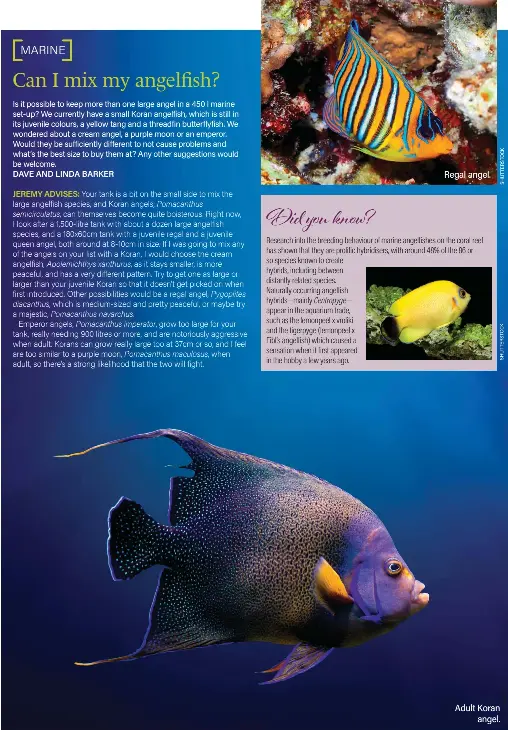 Can I mix my angelfish? - PressReader