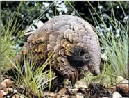  ?? THEMBA HADEBE/AP ?? Pangolins are considered to be one of the most trafficked animals in the world, according to some wildlife groups.