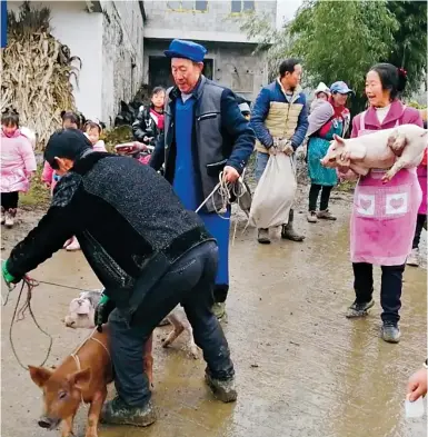  ?? Photo: Weixin ?? Parents take home some of the piglets awarded to their children by the Yunnan primary school in recognitio­n of their hard work.