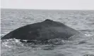  ?? Photograph: Logan Pallin ?? The humpback whale entangled in fishing nets has no dorsal fin.