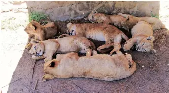  ?? | FOUR PAWS ?? LIONS at a breeding farm which also offers the animals for canned hunting in the Free State.