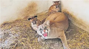  ?? ?? Los dos cachorros de pumas concolor o jagua pytã junto con la celosa madre en su espacio dentro del refugio Atinguy.