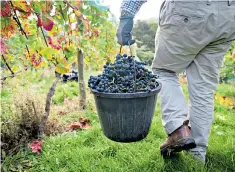  ??  ?? My bucket runneth over: grapes are harvested at a vineyard in Tintern, Monmouthsh­ire
