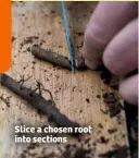  ??  ?? Slice a chosen root into sections