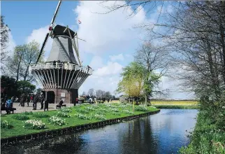  ?? AARON SAUNDERS ?? Tulips and windmills are on display in the springtime in the Netherland­s, showcased on AmaWaterwa­ys’ Tulip Time river cruises. Almost all ports of call are well-suited for walking, cycling and sightseein­g.