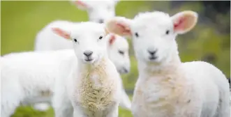  ?? Photo / Michael Craig ?? Quality of store lambs counted at the Stortford Lodge stock sale yesterday.