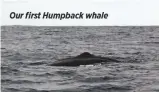  ??  ?? Our first Humpback whale