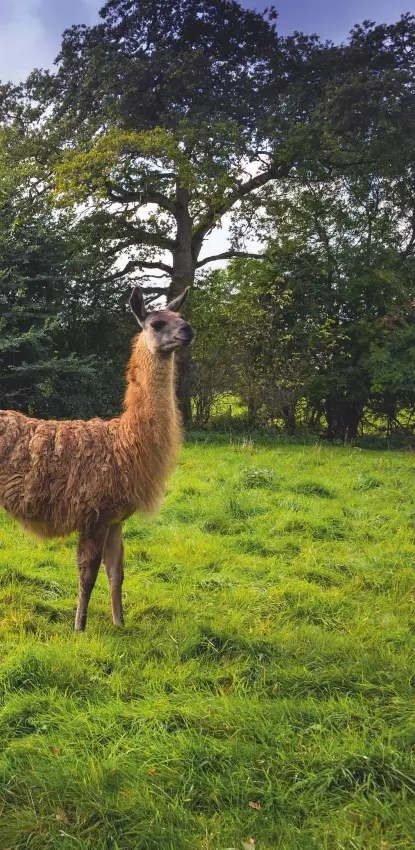  ??  ?? From left: Llama farmers: Marmite, Olivia Sladen, Tatiana Longden and Mia