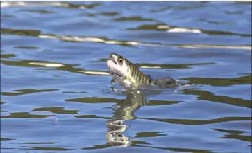  ?? Travis VanZant Associated Press ?? WILDLIFE OFFICIALS said the Sacramento River is facing a “near-complete loss” of young Chinook salmon due to abnormally warm water, which could devastate California’s $1.4-billion commercial salmon industry.