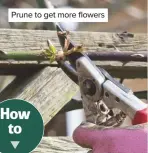  ??  ?? Prune to get more flowers