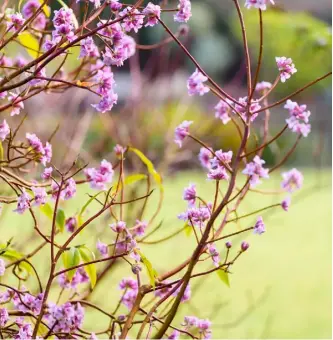  ??  ?? THIS PAGE, ABOVE The sweetly scented buds of Daphne bholua ‘Jacqueline Postill’ open in January BELOW, FROM LEFT Hamamelis x
intermedia ‘Robert’ bears fragrant, coppery-orange blooms with narrow petals on bare stems;
Salix gracilisty­la ‘Mount Aso’ or Japanese pink pussy willow; glossy red fruits of spreading crab apple Malus ‘Gorgeous’ OPPOSITE A sundial makes a stately feature in the middle of the orchard