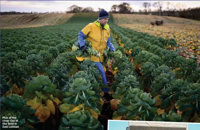  ??  ?? Pick of the crop: Out in the field in East Lothian