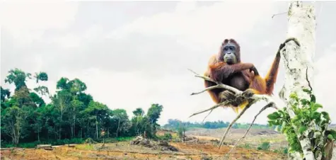  ??  ?? Ein Orang-Utan vor einem abgeholzte­n Urwaldgebi­et auf Borneo: Die Abholzung bedroht sowohl die Pflanzen- als auch die Tierwelt.