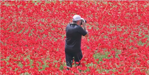  ?? (Ori Lewis) ?? A MAN stands in the middle of a field of poppies in the Elah Valley on April 23 and takes photos of the stunning flower display all around him.