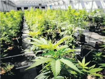  ?? GLEN STUBBE/STAR TRIBUNE VIA AP ?? Two large marijuana production companies have announced investment into Saskatchew­an facilities, one in Yorkton and the other in Lucky Lake. Dozens of jobs are expected to be created.