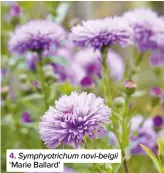  ??  ?? 4. Symphyotri­chum novi-belgii ‘Marie Ballard’