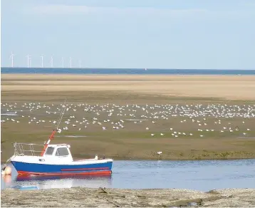  ??  ?? ● Above, the estuary at Hightown and, left, birders watching the Elegant Tern