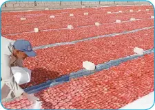  ?? ?? ◼ فرش محصول الطماطم على األرض متهيدا للتجفيف