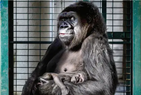  ??  ?? Un bébé gorille des plaines de l’Ouest est né fin janvier au zoo de SaintMarti­n-la-Plaine.