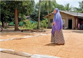  ??  ?? Part of the process: A woman farmer drying maize in Galenbindu­nuwewa