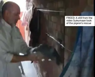  ?? ?? FREED: A still from the video Suleymaan took of the pigeon’s rescue