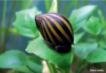  ?? ?? Zebra nerite.