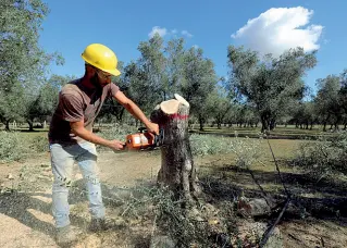  ??  ?? Chi è
Sopra un albero di ulivo tagliato per la xylella A destra Enzo Ma nni