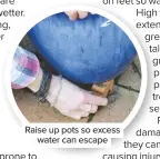  ??  ?? Raise up pots so excess water can escape