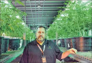  ?? AP PHOTO ?? Andy Williams, founder and CEO of Medicine Man Denver, poses in Denver on Thursday. Colorado’s top federal prosecutor said his office won’t alter its approach to enforcing marijuana crimes after U.S. Attorney General Jeff Sessions withdrew a policy...